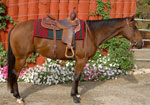 StrikingSaleHorsetn